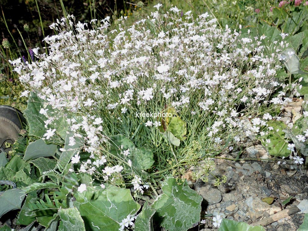 Cerastium tomentosum