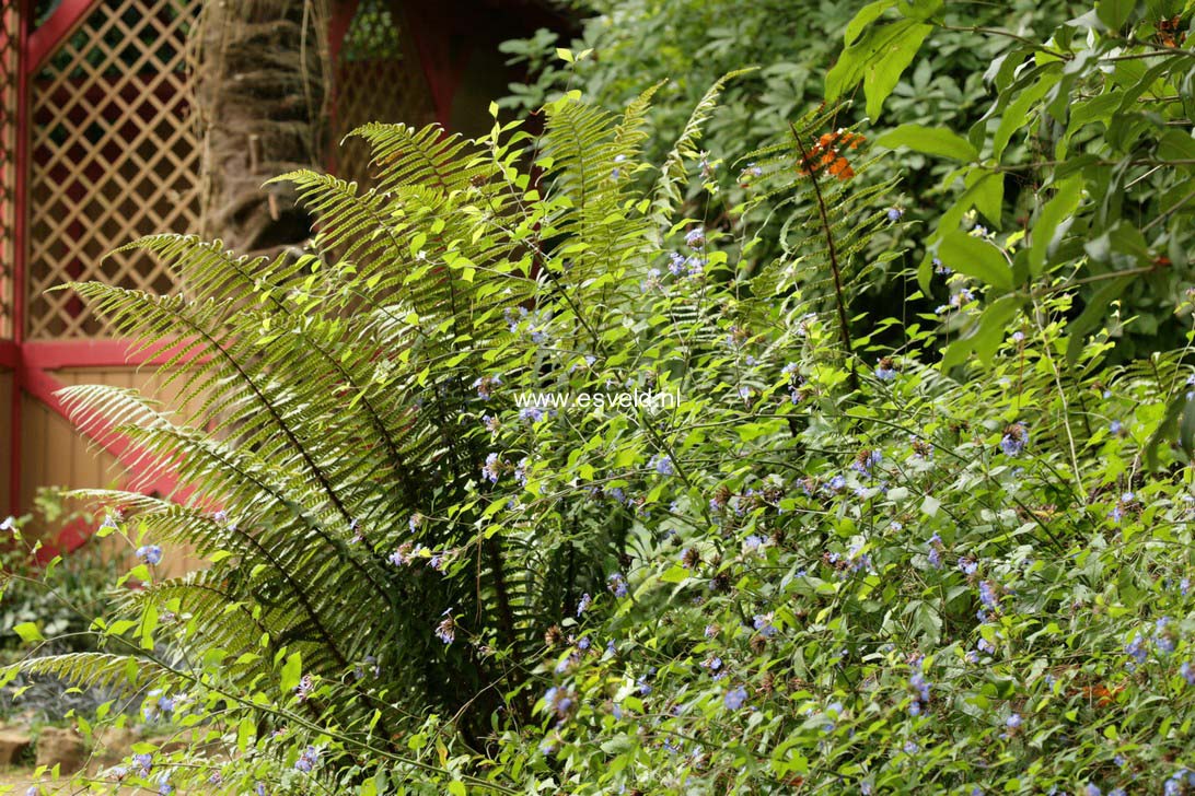 Ceratostigma willmottianum