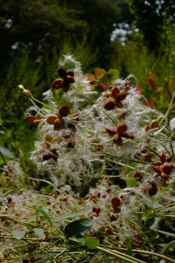 Clematis recta 'Purpurea'