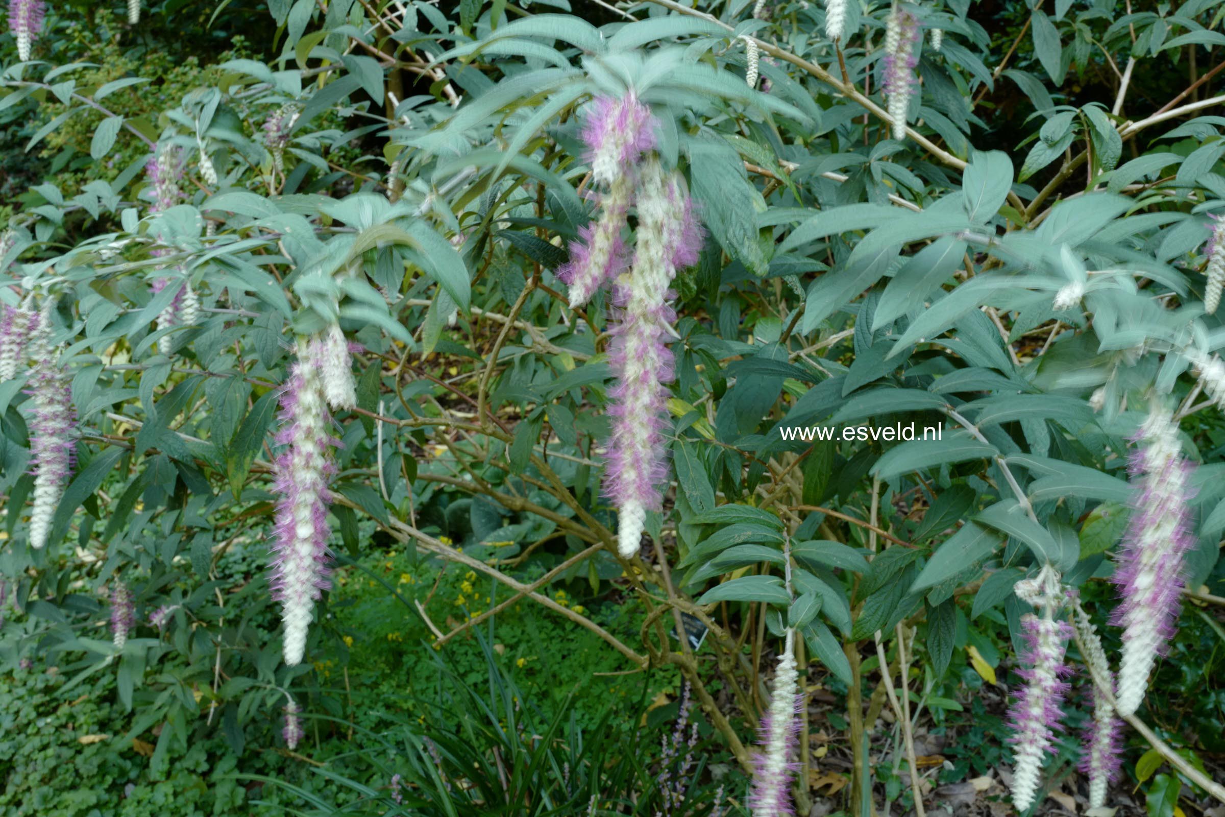 Comanthosphace dependens