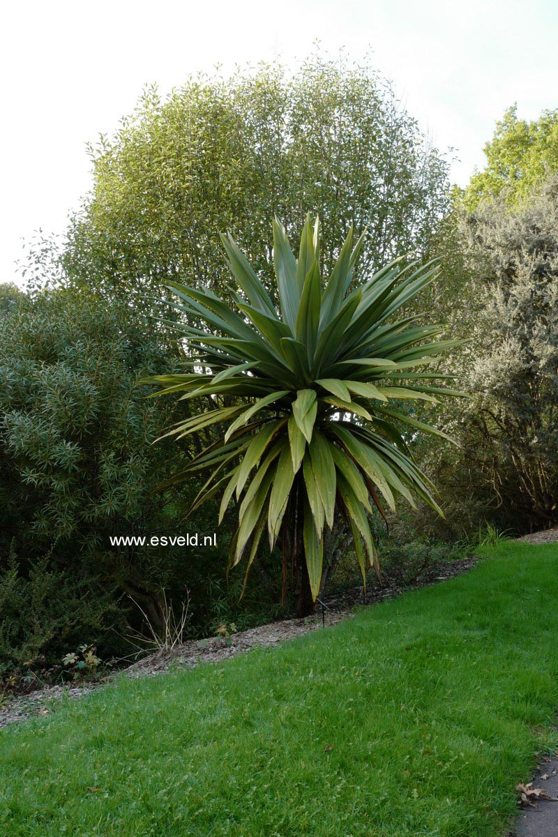 Cordyline indivisa