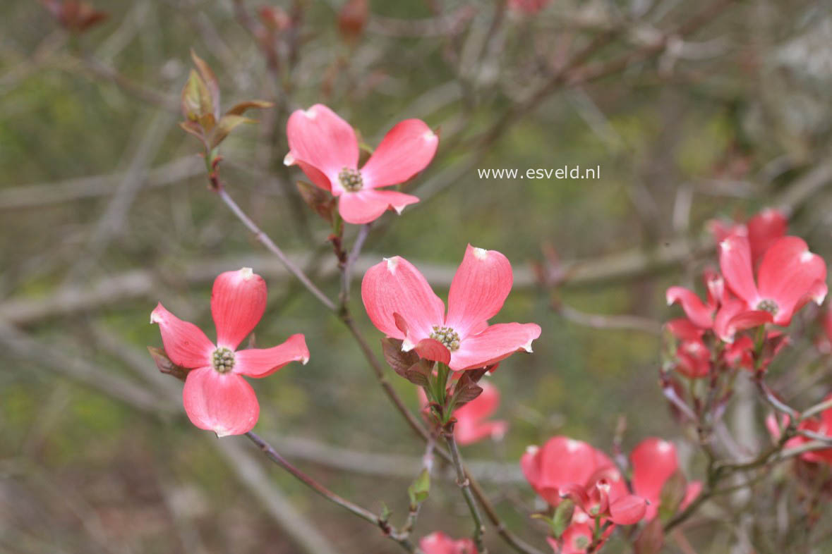 Cornus florida 'Cherokee Chief'