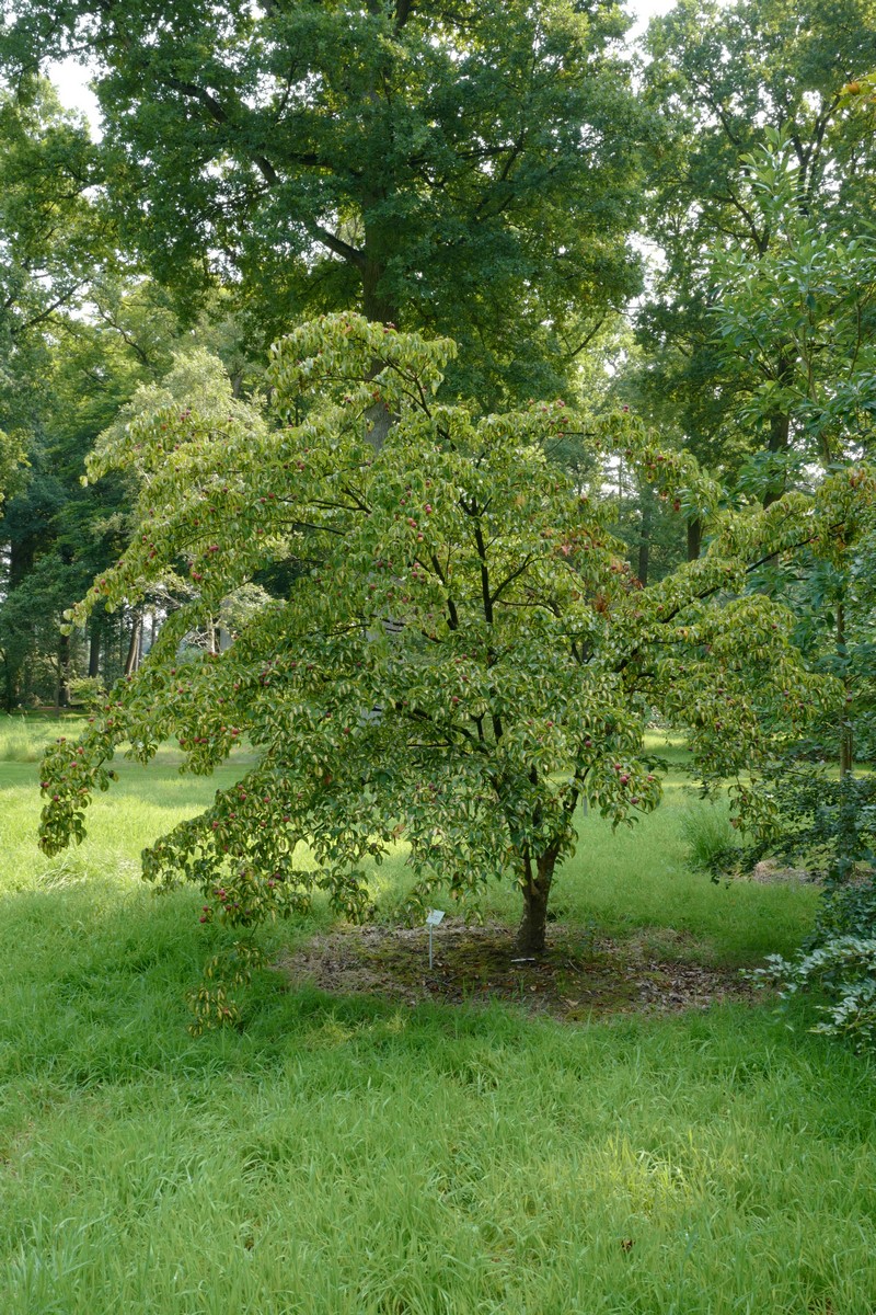 Cornus kousa 'Gold Star'