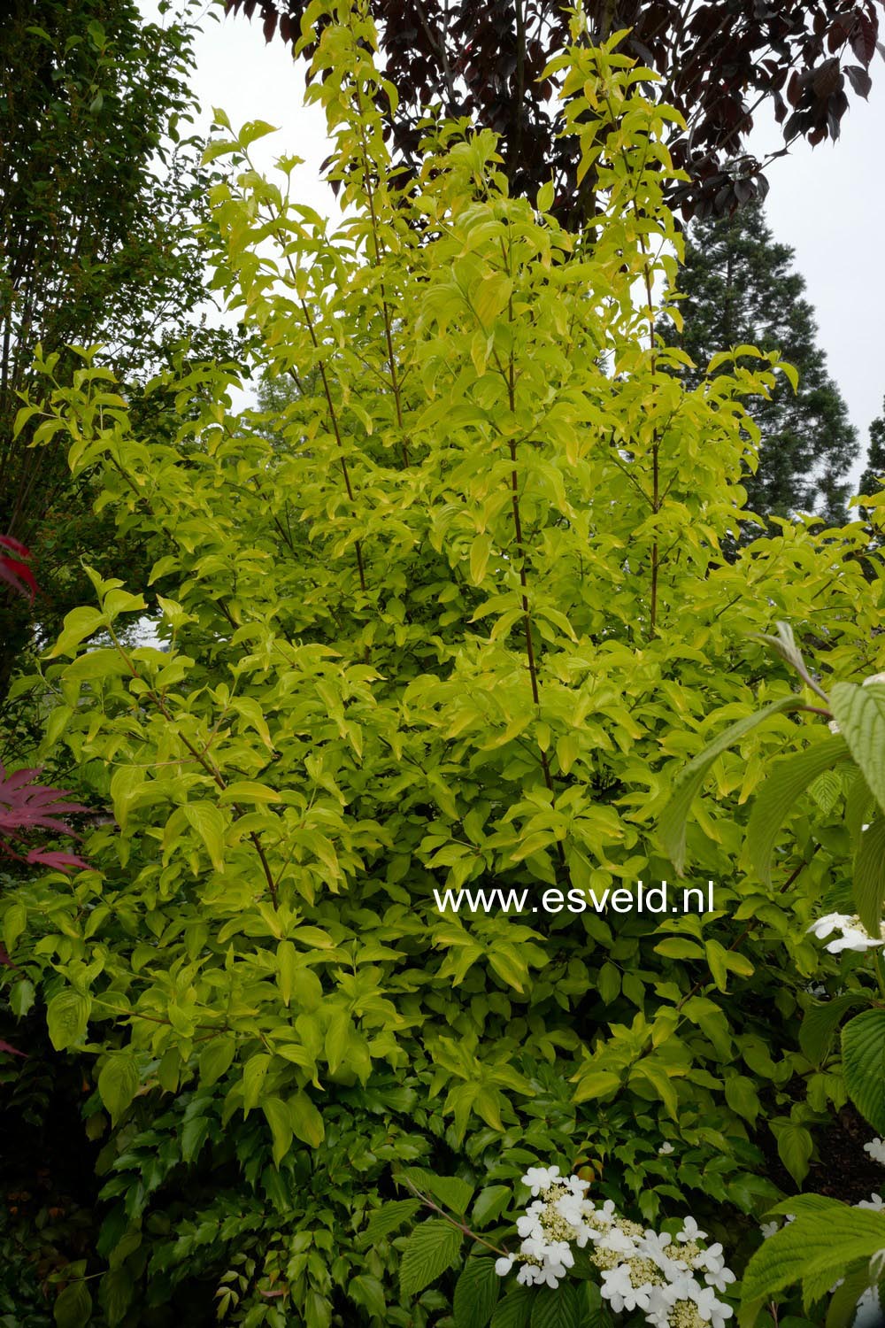 Cornus mas 'Aurea'
