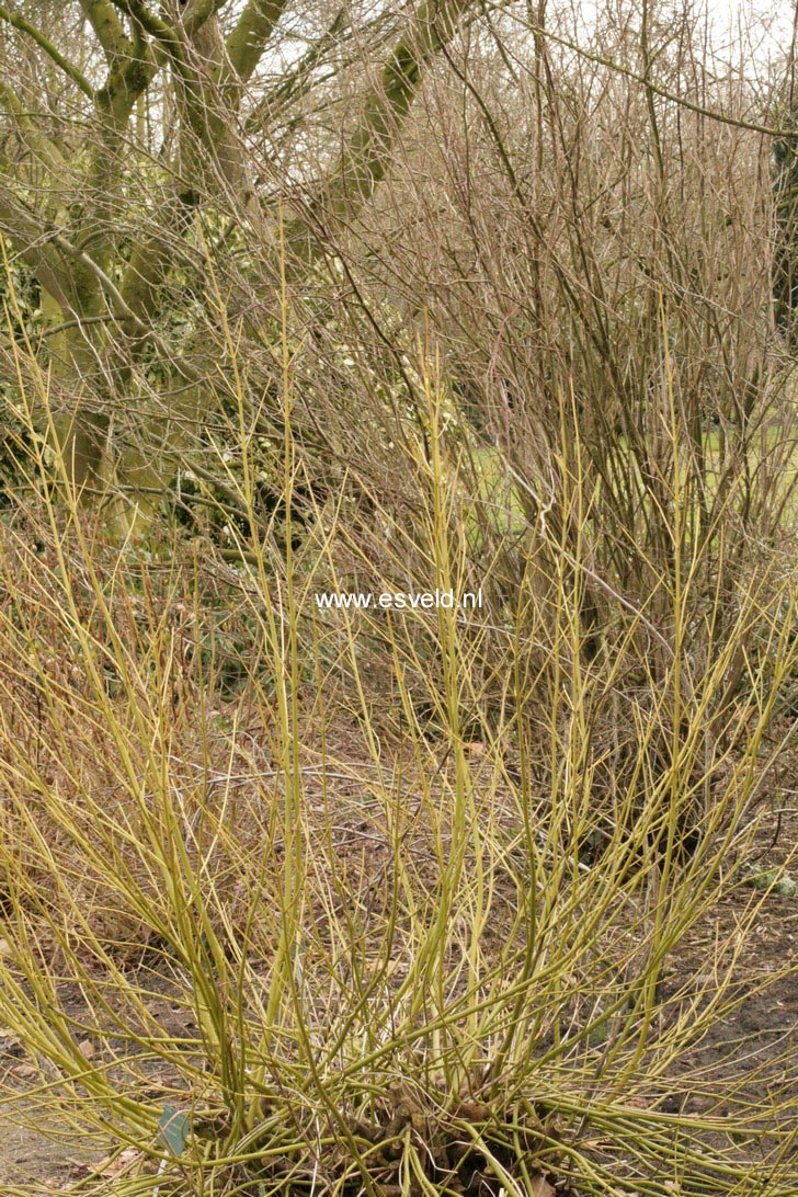 Cornus sericea 'Flaviramea'