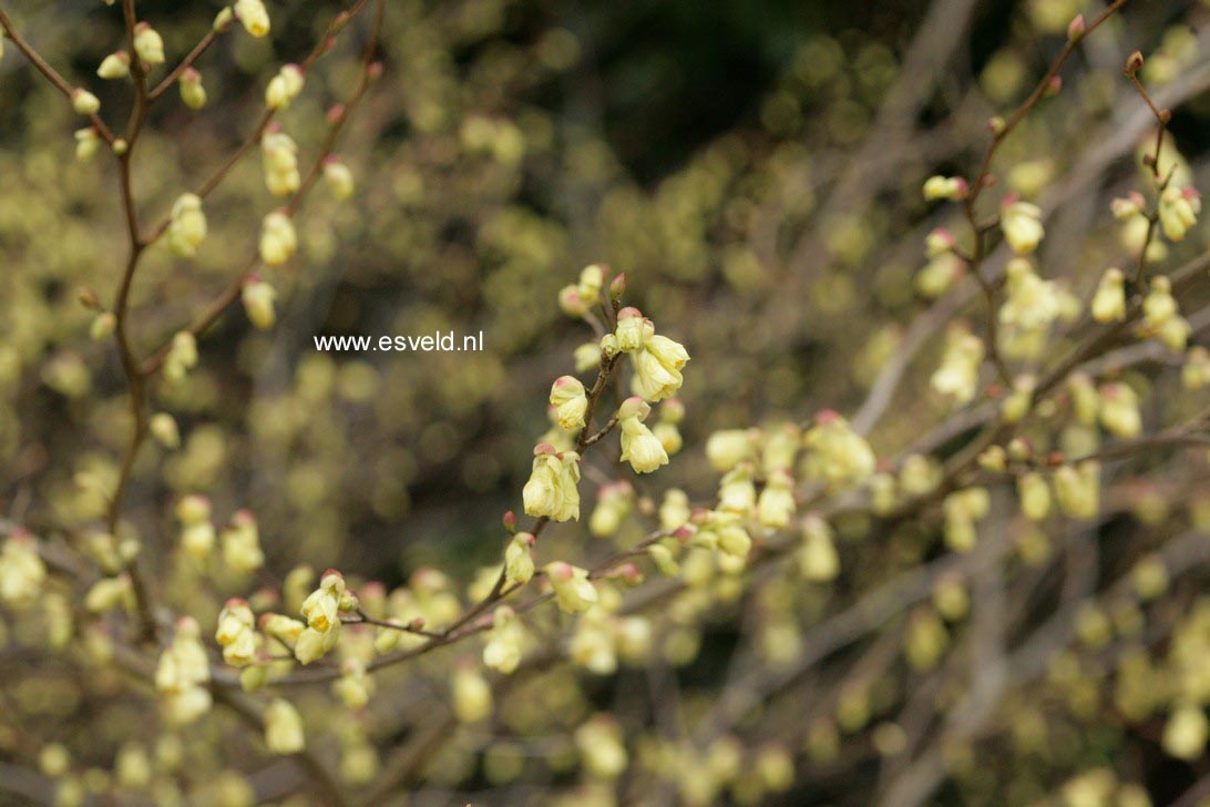 Corylopsis pauciflora