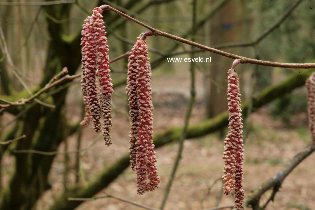 Corylus avellana 'Rode Zellernoot'