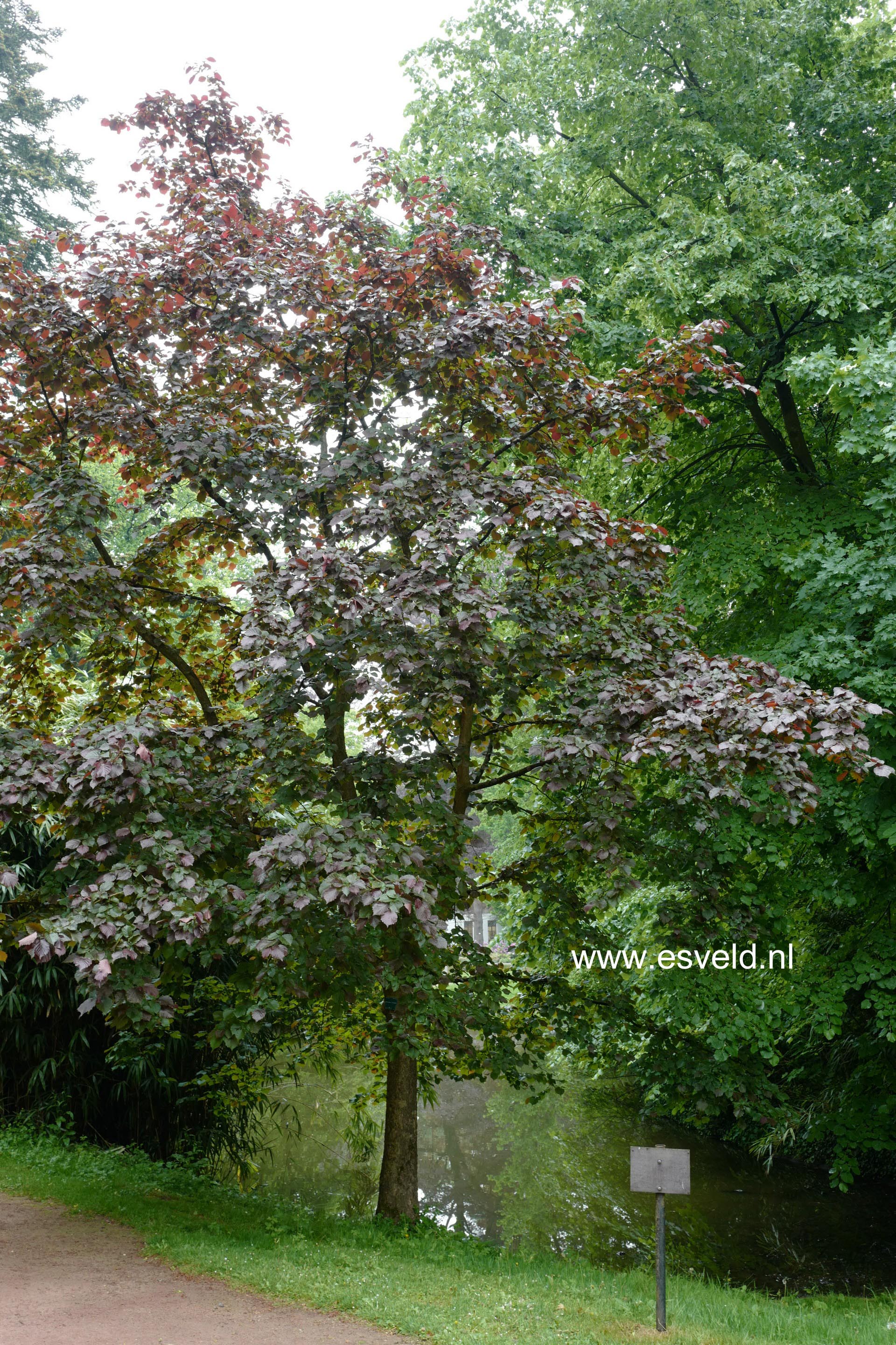 Corylus colurna 'Te-Terra Red'