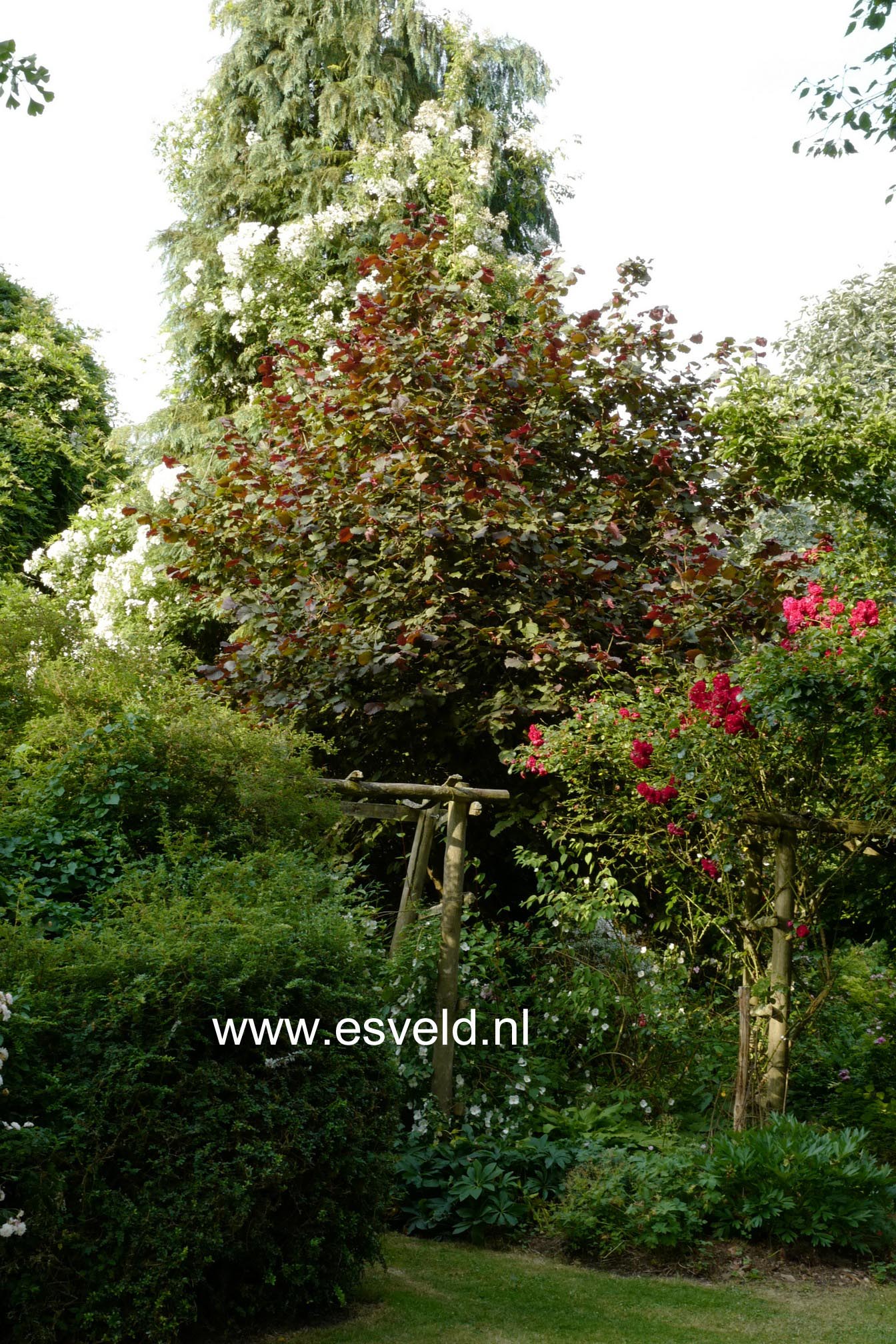 Corylus maxima 'Purpurea'