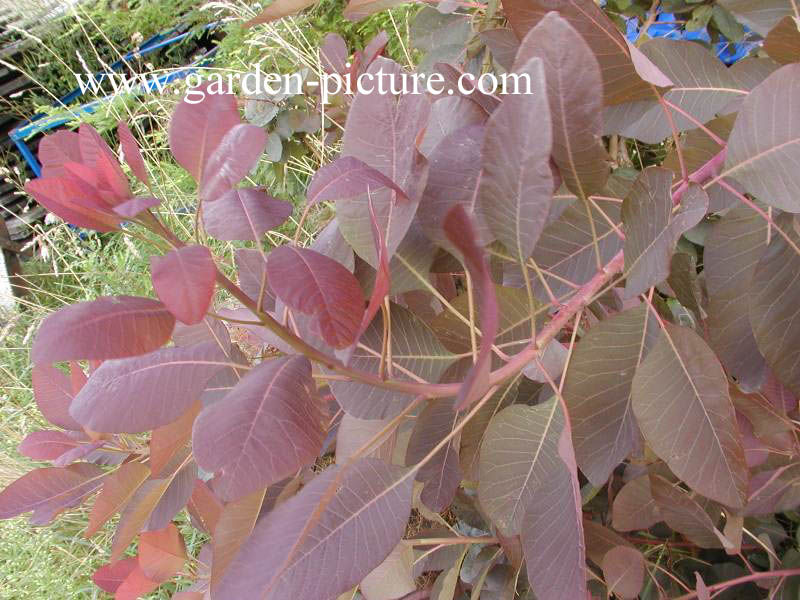 Cotinus 'Grace'