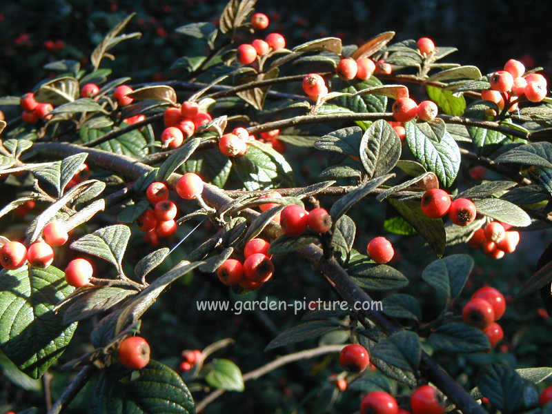 Cotoneaster salicifolius