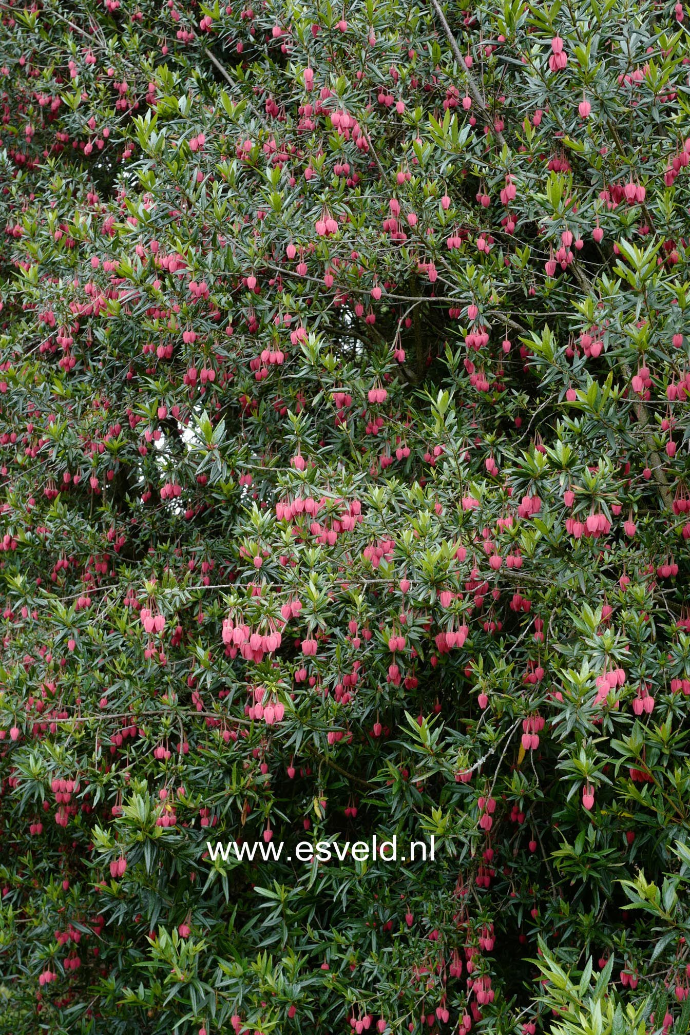 Crinodendron hookerianum