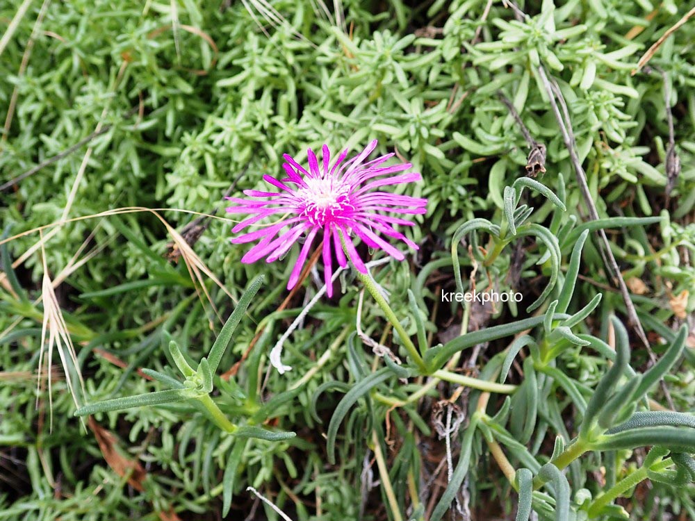 Delosperma cooperi