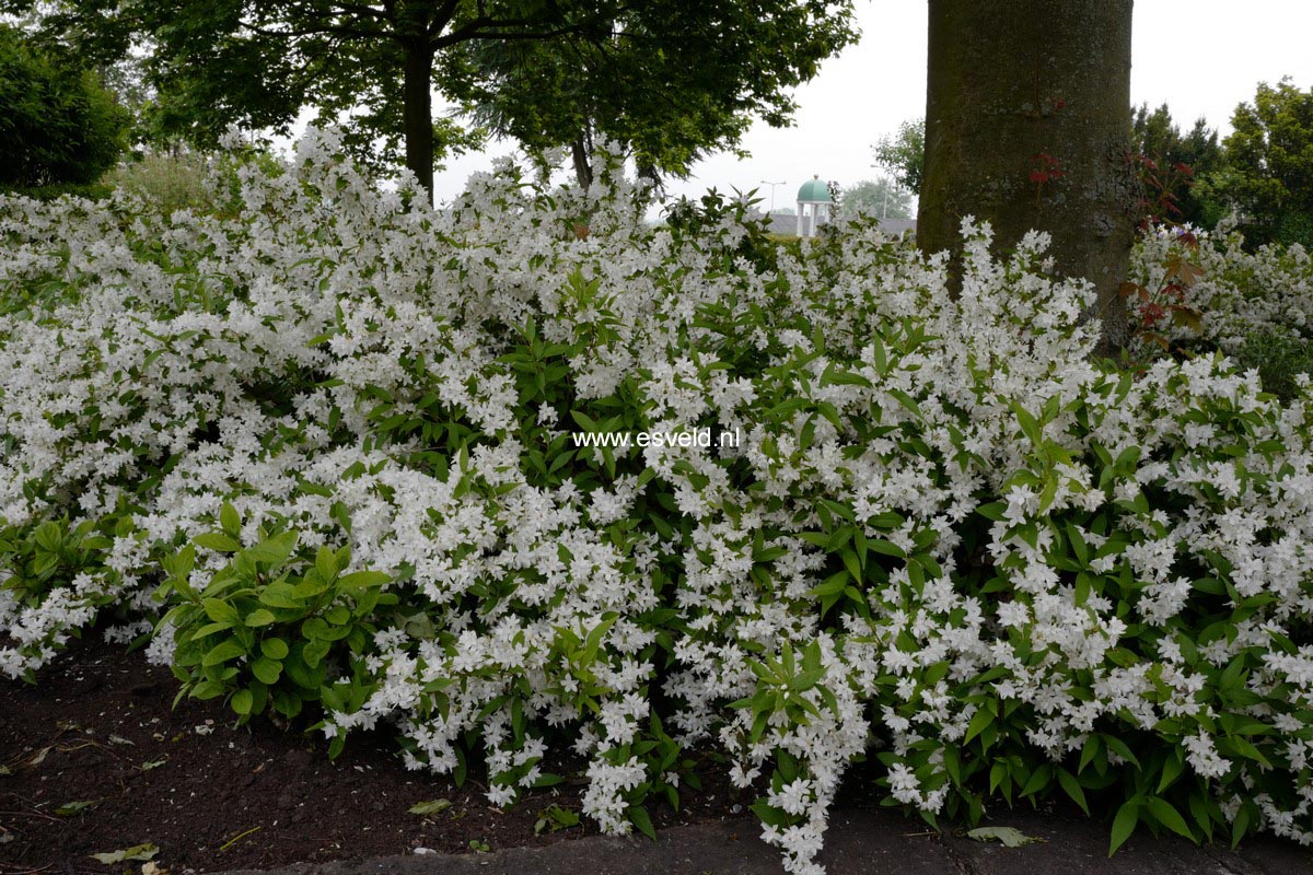 Deutzia gracilis