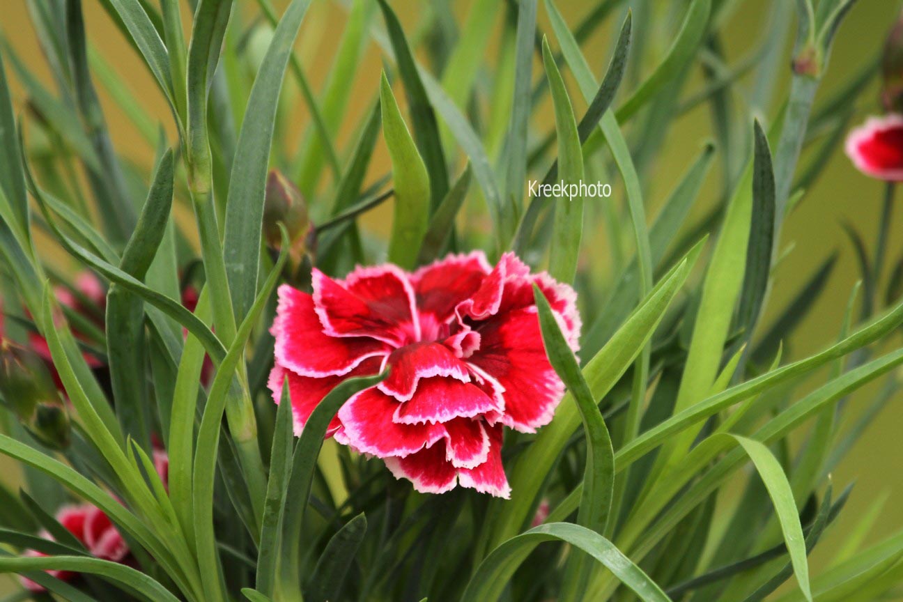 Dianthus (SUNFLOR)
