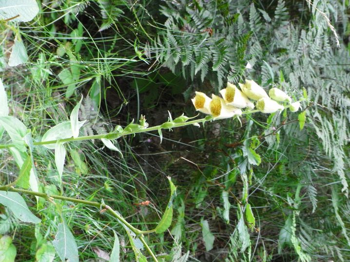 Digitalis grandiflora