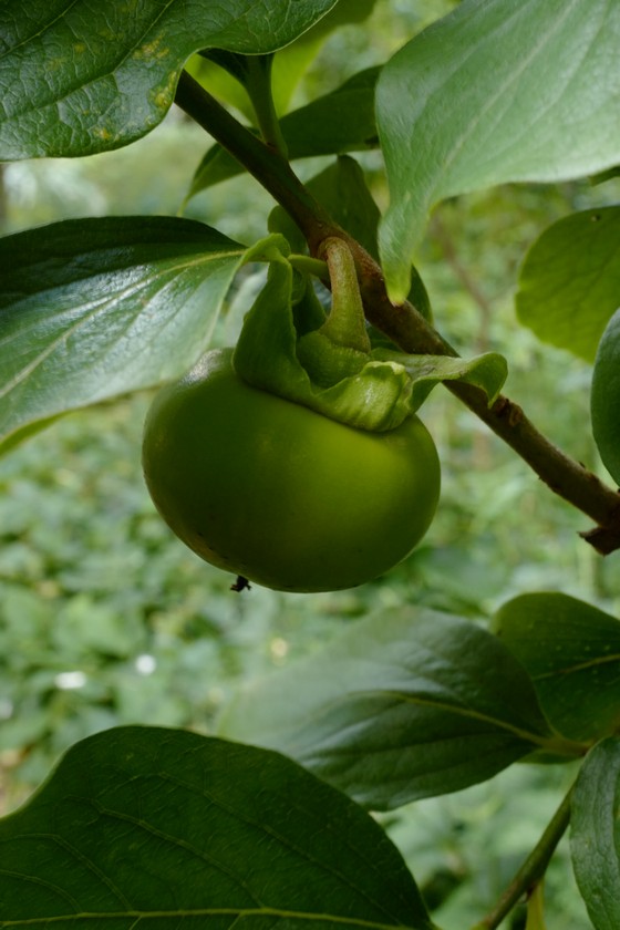 Diospyros kaki