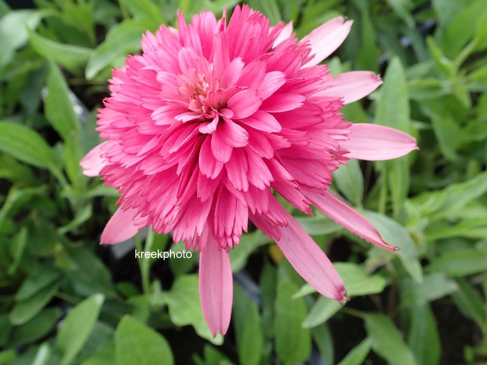 Echinacea purpurea 'Southern Belle'