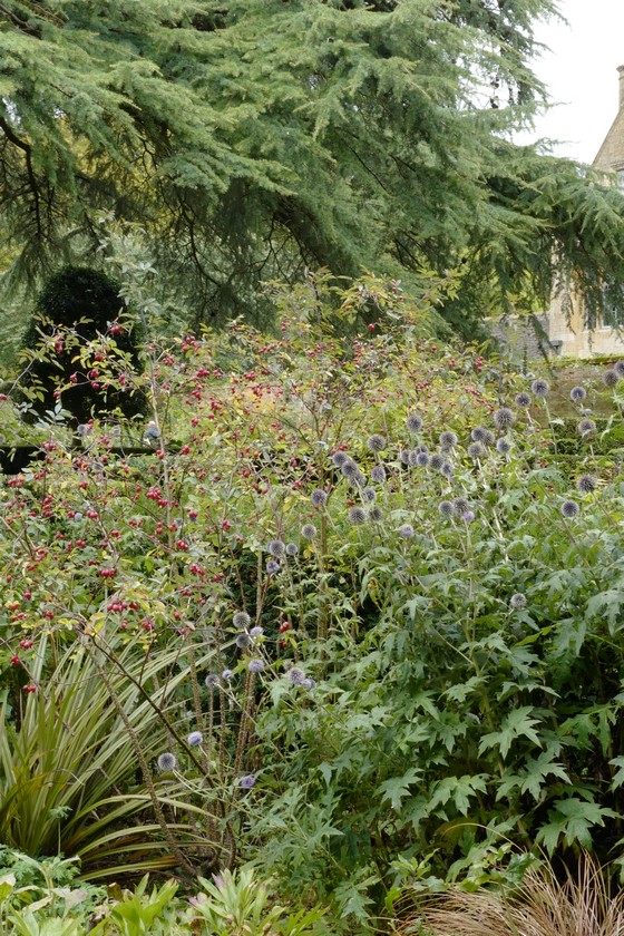 Echinops ritro 'Veitch's Blue'