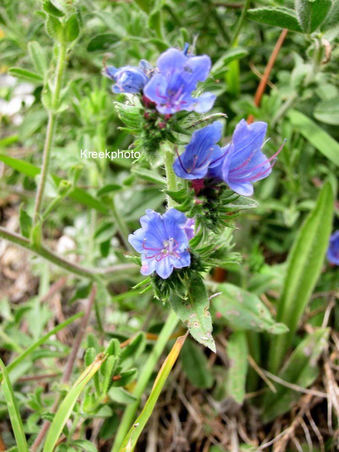 Echium vulgare
