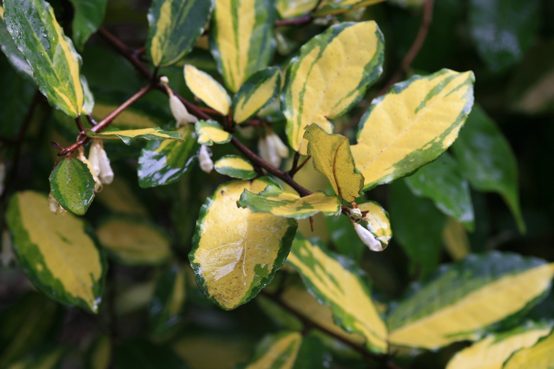 Elaeagnus pungens 'Maculata'