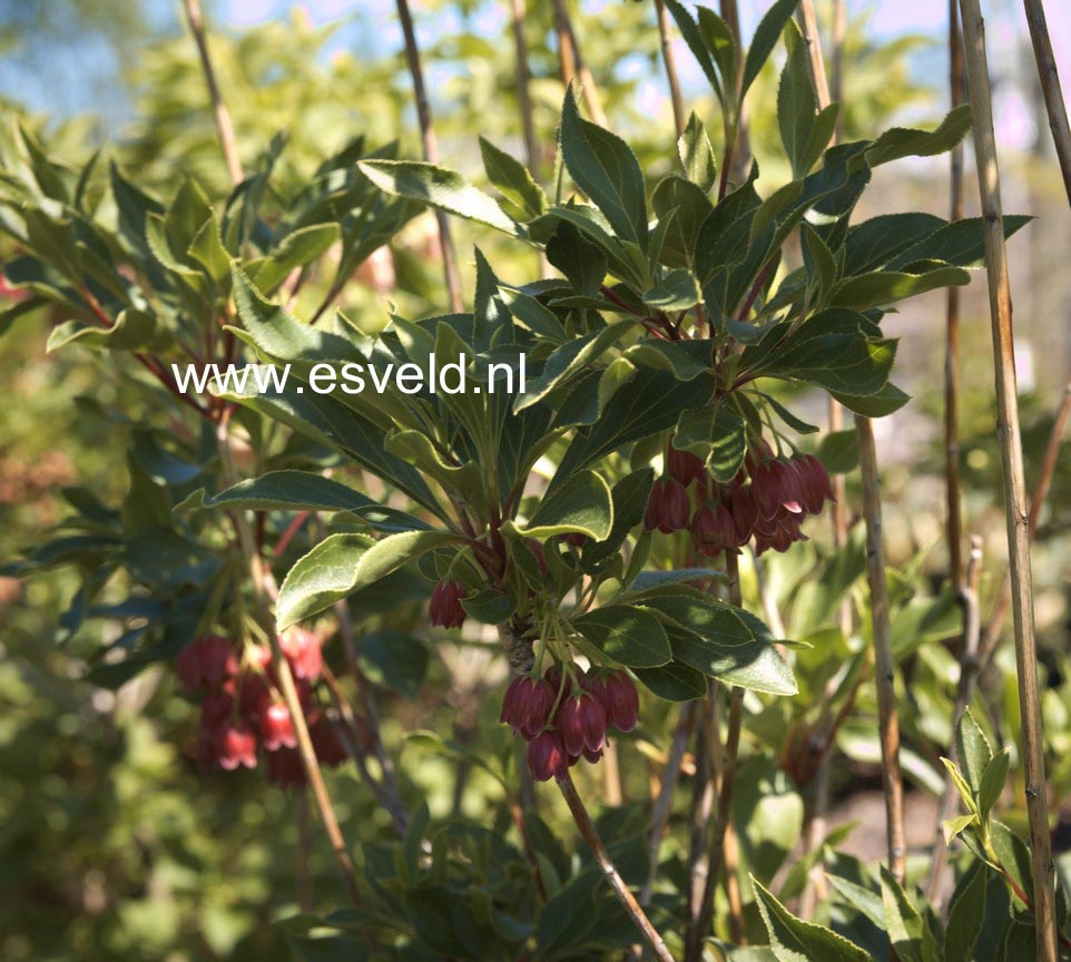 Enkianthus campanulatus 'Miyama beni'