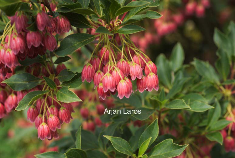 Enkianthus campanulatus 'Showy Lantern'