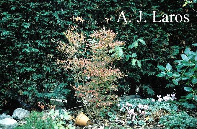 Enkianthus perulatus