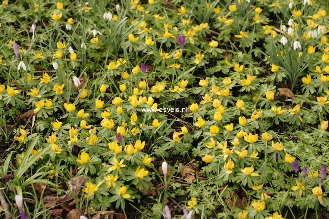Eranthis hyemalis