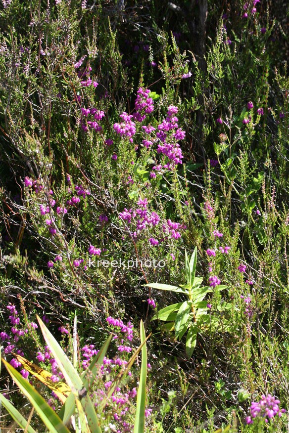 Erica tetralix