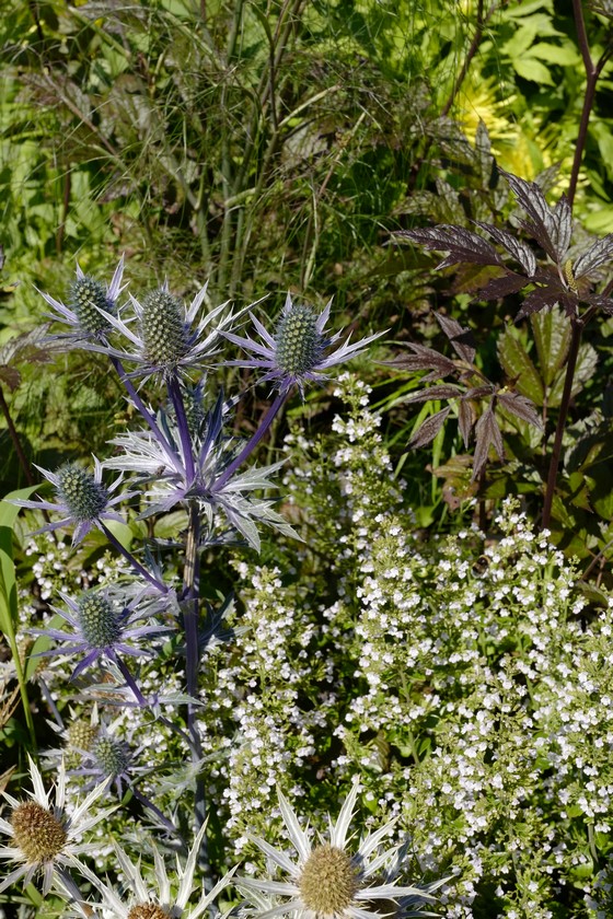 Eryngium bourgatii