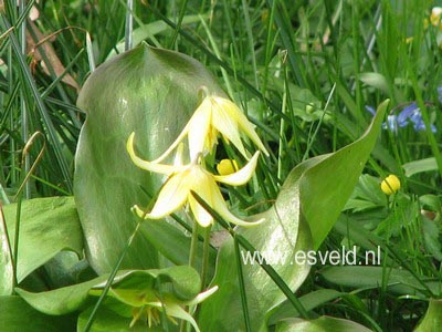 Erythronium 'Pagoda'