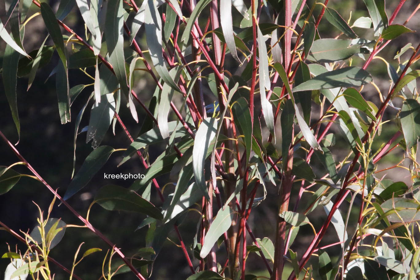 Eucalyptus globulus