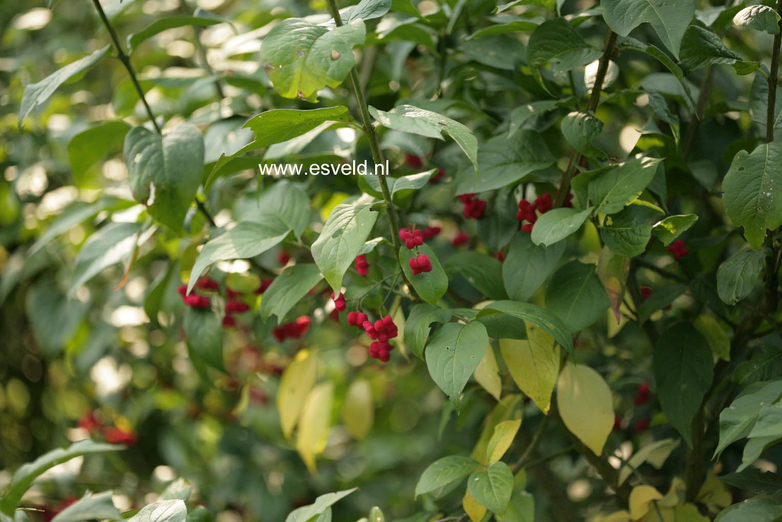 Euonymus europaeus 'Red Cascade'