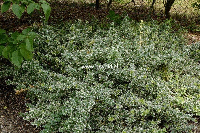 Euonymus fortunei 'Emerald Gaiety'