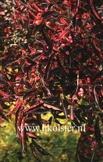 Euonymus hamiltonianus 'Indian Summer'