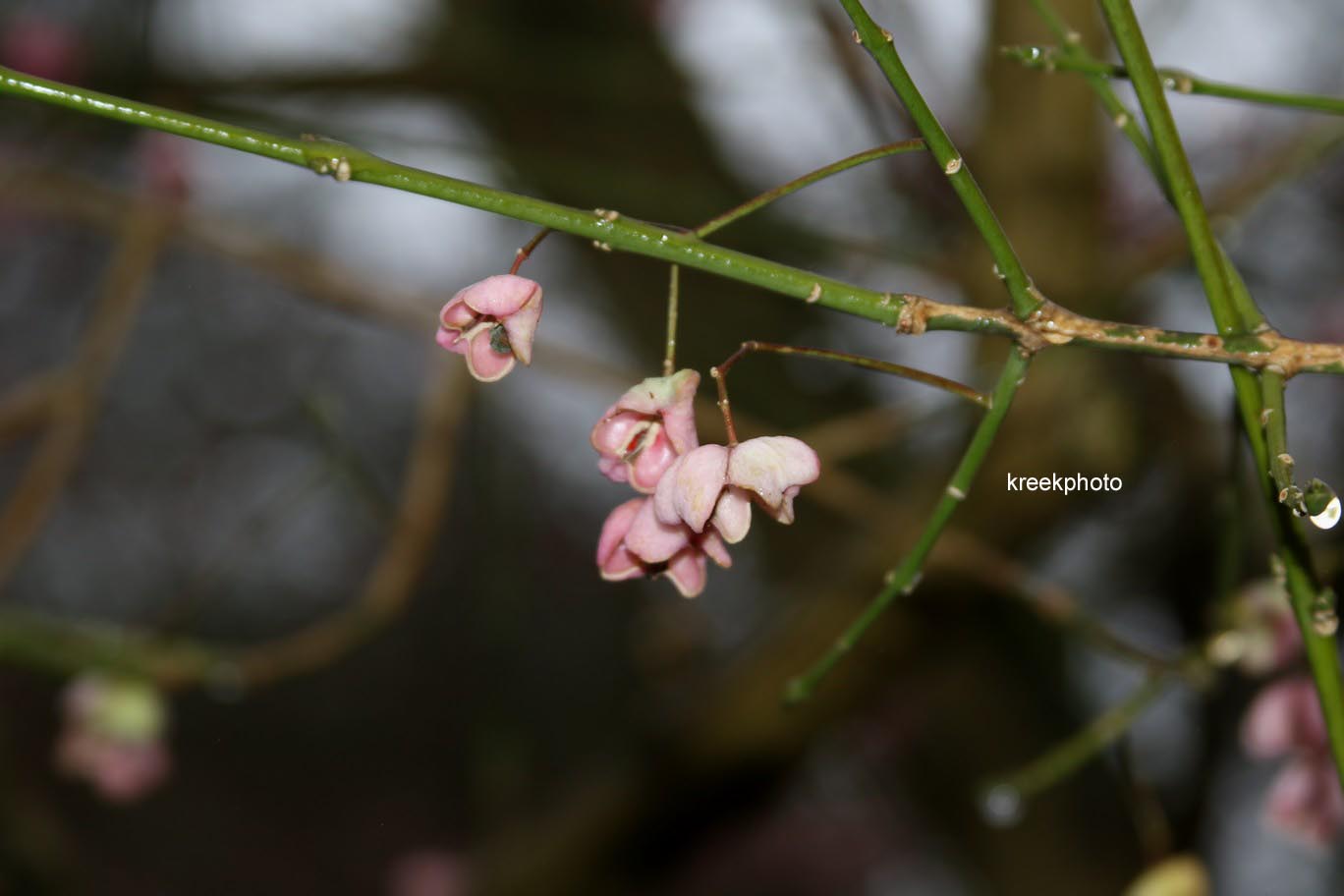 Euonymus hamiltonianus sieboldianus
