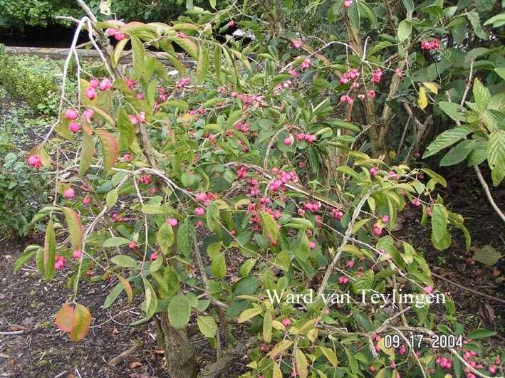 Euonymus phellomanus