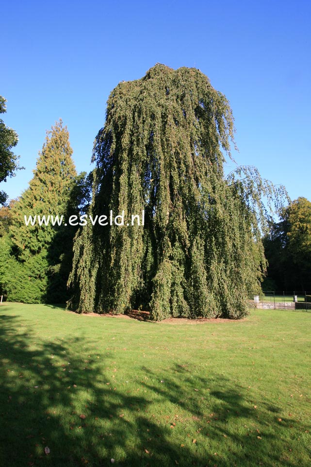 Fagus sylvatica 'Pendula'