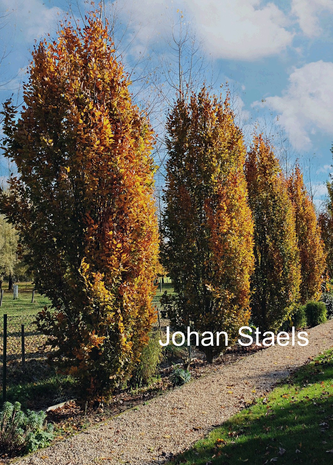 Fagus sylvatica 'Rohan Obelisk'