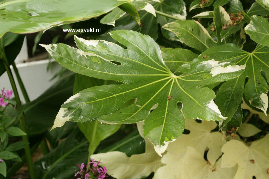 Fatsia japonica 'Variegata'