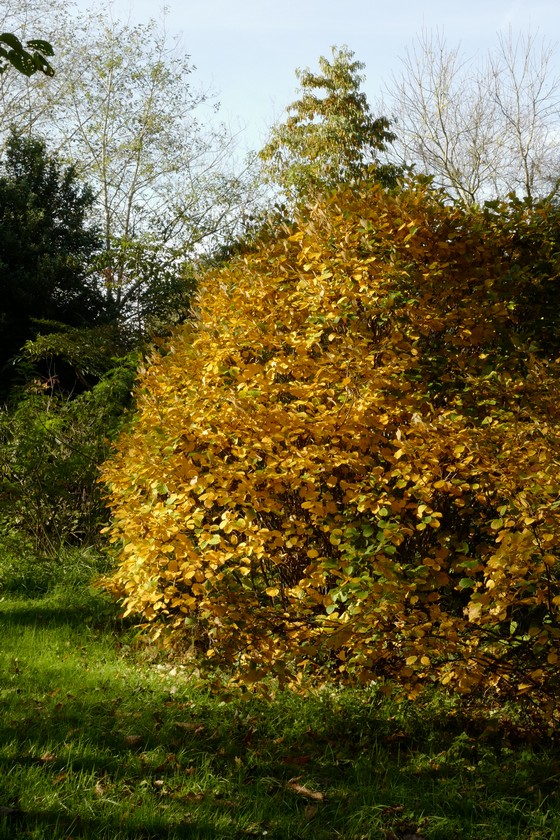Fothergilla intermedia 'Mount Airy'