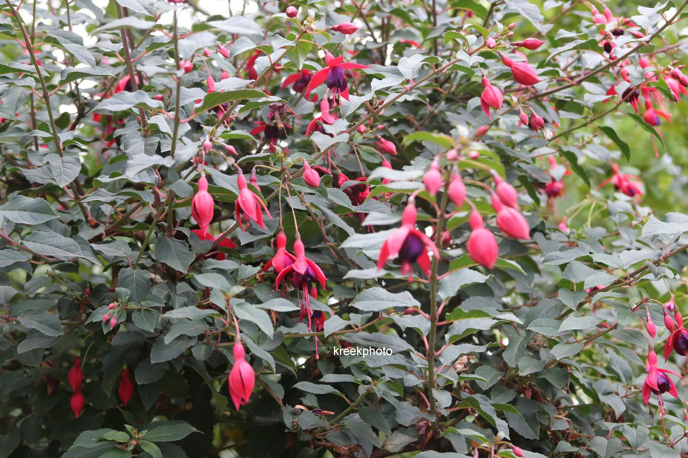 Fuchsia 'Mrs. Popple'