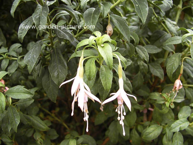 Fuchsia magellanica 'Alba'