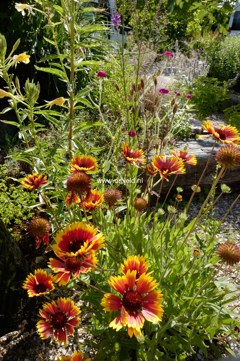 Gaillardia 'Kobold'