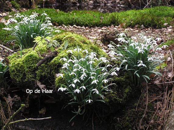 Galanthus nivalis
