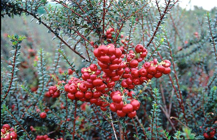 Gaultheria mucronata