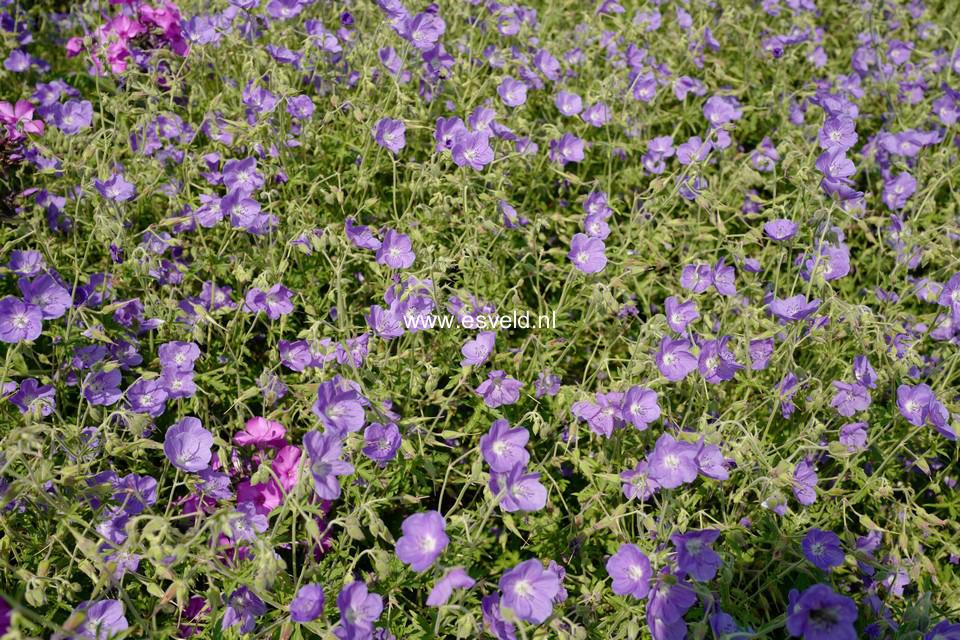 Geranium 'Brookside'