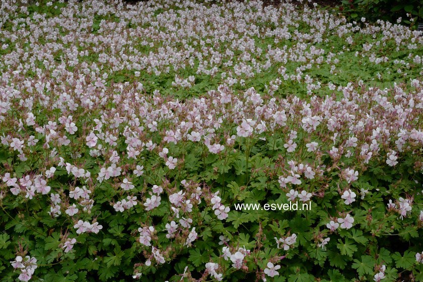 Geranium cantabrigiense 'Biokovo'