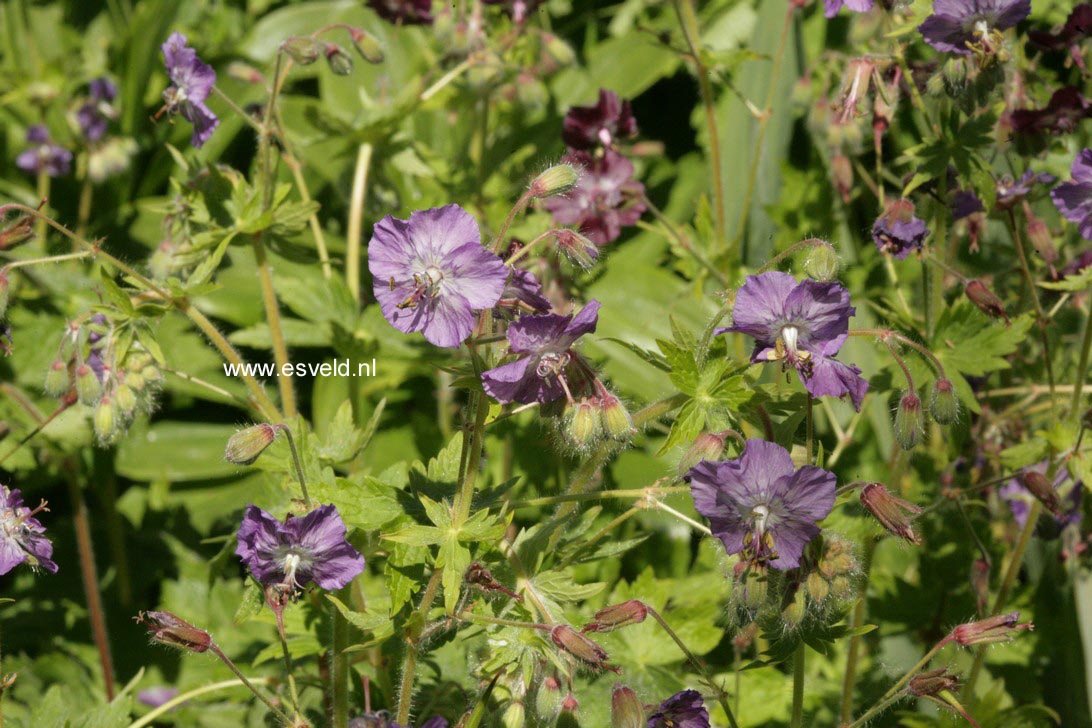Geranium phaeum
